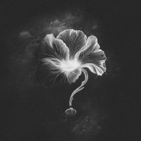 the search cover image